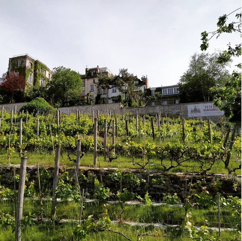 Vignes de Montmartre